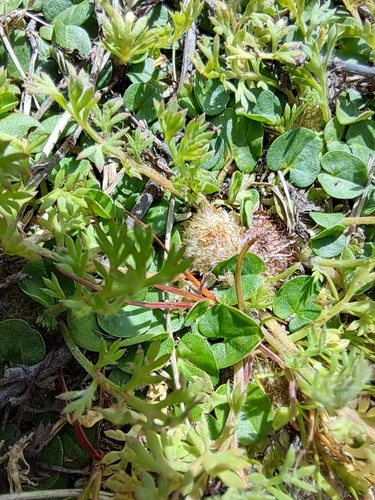 Soliva anthemifolia, photograph 2