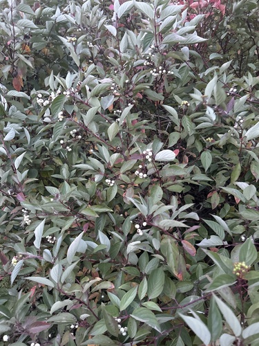 red osier dogwood