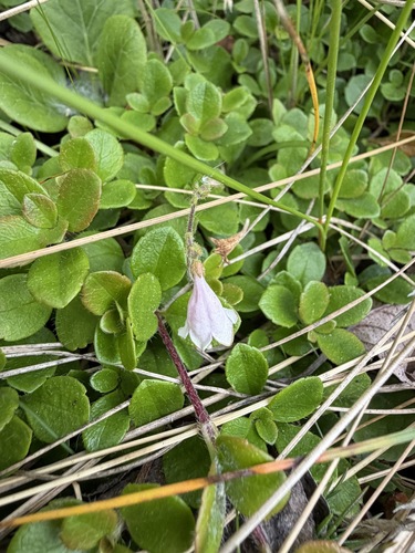 Twinflower
