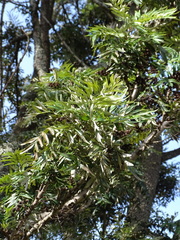 Grevillea robusta