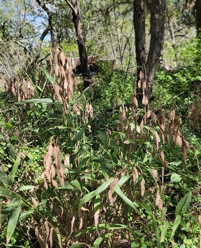 river oats