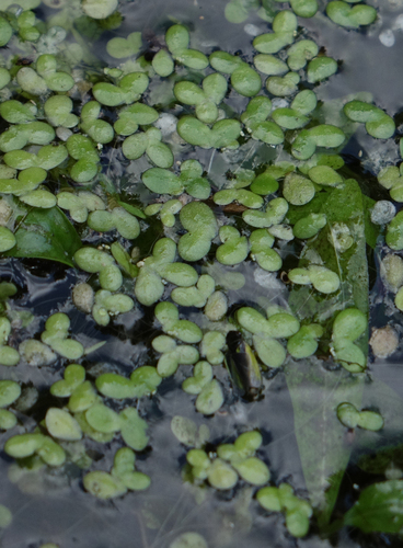 Lemna turionifera, photograph 1