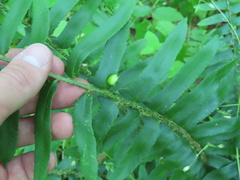Taphrina polystichi