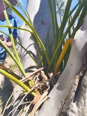 Cymbidium suave