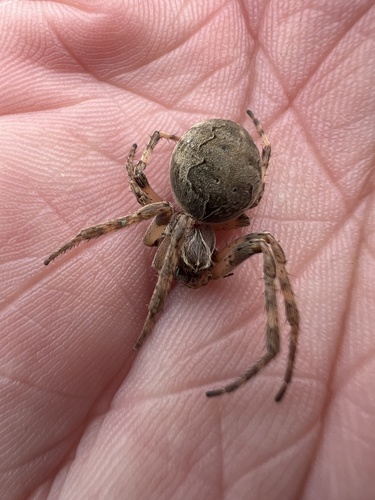 Grey Cross Spider
