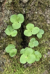 (c) Dan Riley, some rights reserved (CC BY) Hepatica americana, photograph (c) Dan Riley, some rights reserved (CC BY)