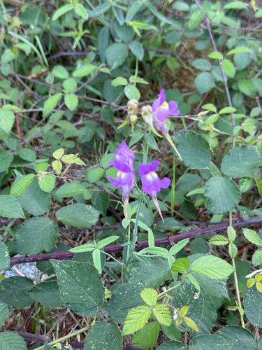 Linaria triornithophora, photograph 5