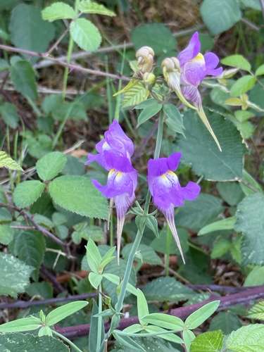 Linaria triornithophora, photograph 6