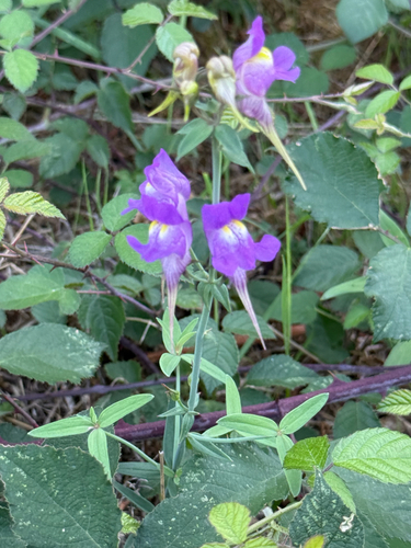 Linaria triornithophora, photograph 4