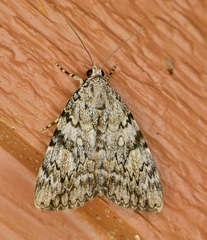 Catocala amica