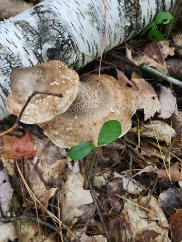 birch polypore