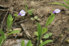 Mazus pumilus
