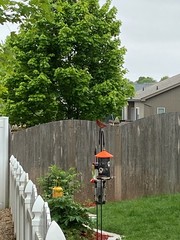 Cardinalis cardinalis