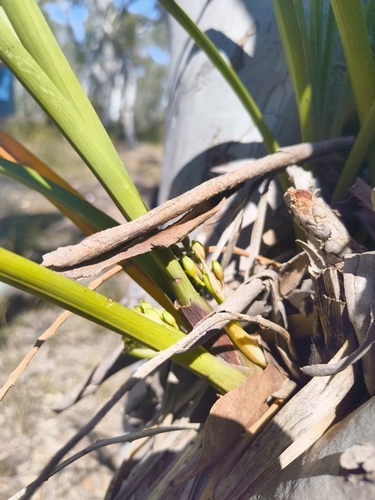 Cymbidium suave, photograph 2