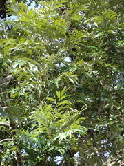 Grevillea robusta