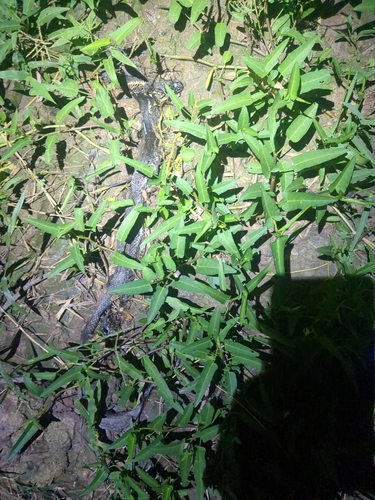 Jack's Water Snake