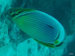 Chaetodon trifasciatus