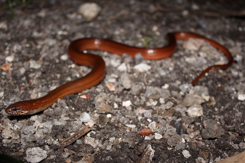 Two-spotted Snake