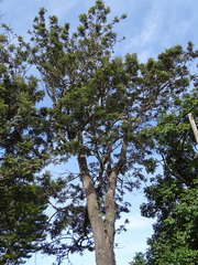 Grevillea robusta