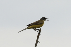 Motacilla flava cinereocapilla