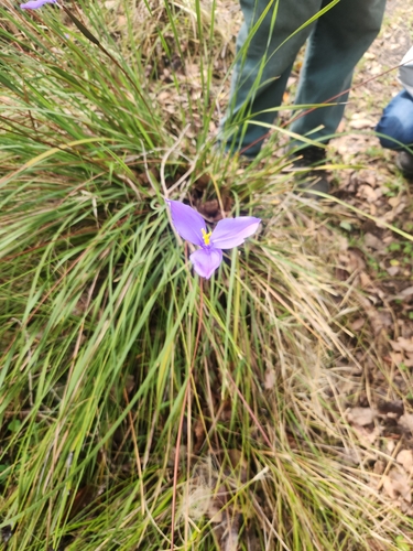 Patersonia umbrosa