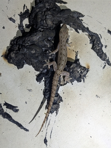 Asian House Gecko