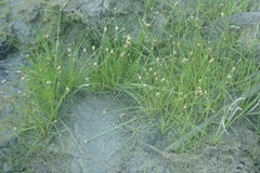 Eleocharis parvula