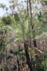 Cycas armstrongii, photograph (c) Stella Fish, some rights reserved (CC BY)
