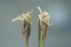 Eleocharis parvula