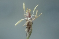 Eleocharis parvula