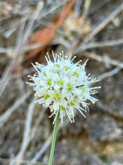 Allium ericetorum, photograph (c) Tony KM, some rights reserved (CC BY)