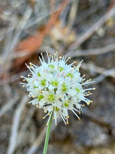 Allium ericetorum
