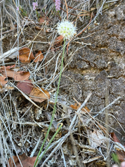 Allium ericetorum, photograph (c) Tony KM, some rights reserved (CC BY)
