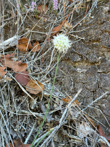 Allium ericetorum, photograph 4