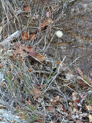 Allium ericetorum, photograph (c) Tony KM, some rights reserved (CC BY)