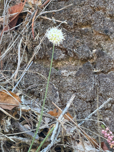 Allium ericetorum, photograph 5