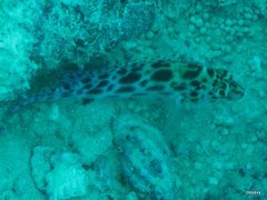 Cirrhitichthys oxycephalus