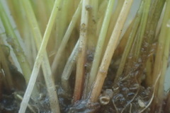 Eleocharis parvula