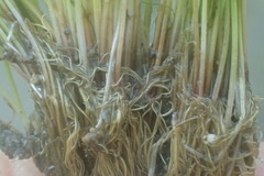 Eleocharis parvula