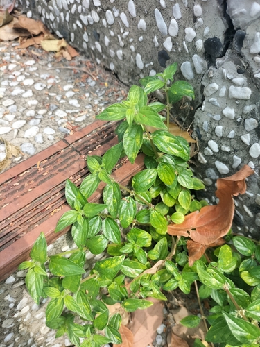 Pouzolzia zeylanica