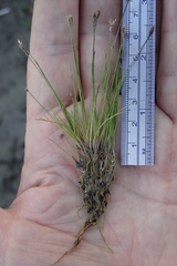 Eleocharis parvula
