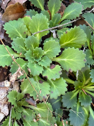 Saxifraga spathularis, photograph 1