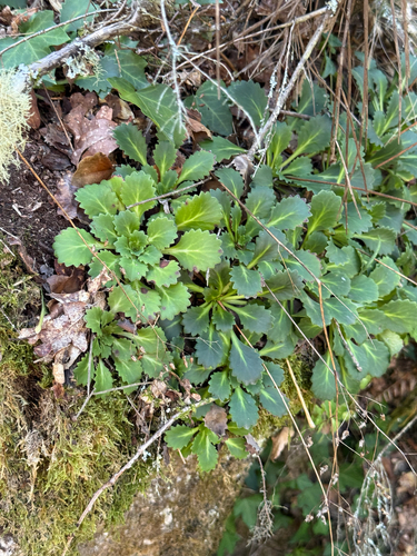 Saxifraga spathularis, photograph 2