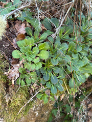 Saxifraga spathularis, photograph (c) Tony KM, some rights reserved (CC BY)