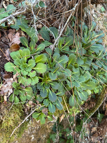 Saxifraga spathularis, photograph 3
