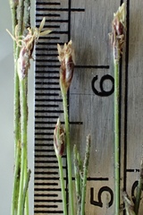 Eleocharis parvula
