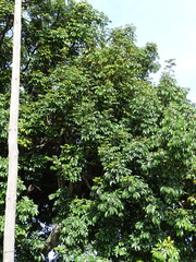 Trichilia emetica