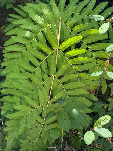 Osmunda regalis, photograph 5