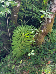 Osmunda regalis, photograph (c) Tony KM, some rights reserved (CC BY)