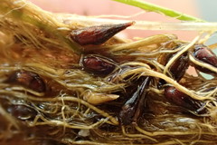 Eleocharis parvula